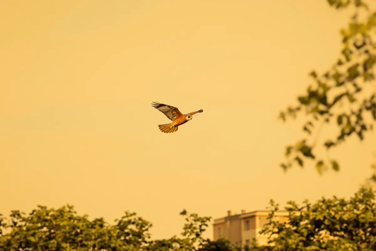 Incroyable retour : ce majestueux oiseau envahit nos villes (vous l’avez vu ?)