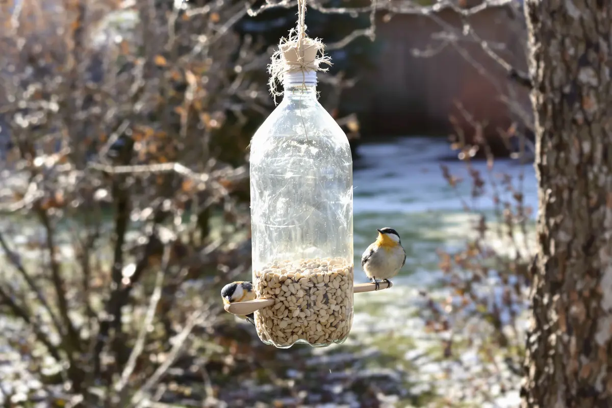 Incroyable : il transforme une simple bouteille en mangeoire parfaite !
