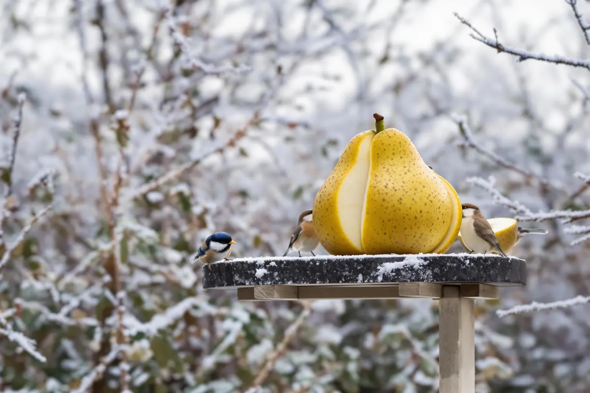 Ne jetez plus ce fruit d’hiver : il attire les oiseaux et dope vos récoltes !